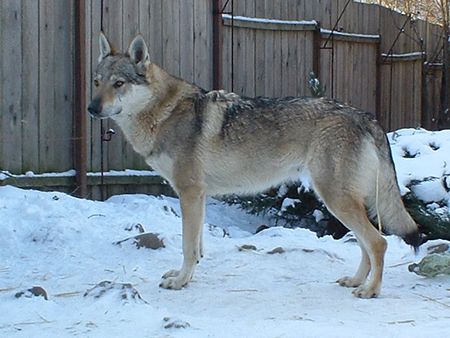 Tschechoslowakischer Wolfhund Mona z Krotkovského Dvora