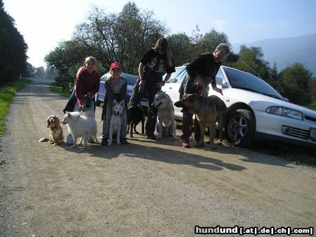 Tschechoslowakischer Wolfhund