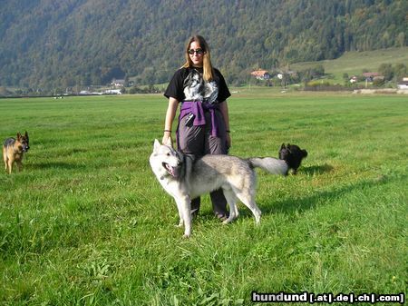 Tschechoslowakischer Wolfhund