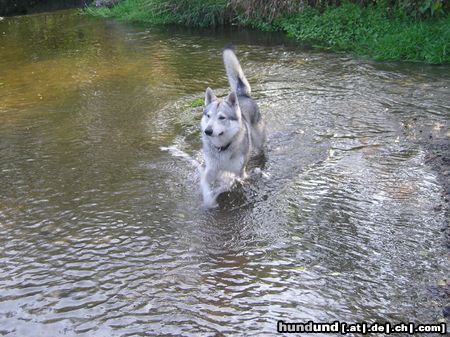 Tschechoslowakischer Wolfhund