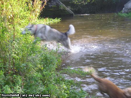 Tschechoslowakischer Wolfhund