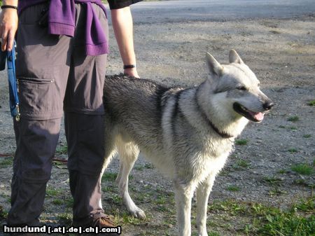 Tschechoslowakischer Wolfhund