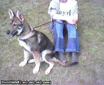 Tschechoslowakischer Wolfhund Hündin Sina