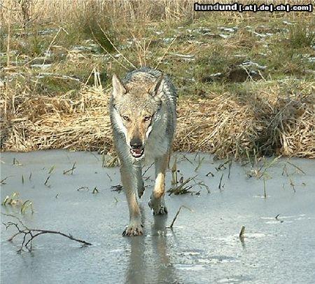 Tschechoslowakischer Wolfhund Merry Bell z Molu Es