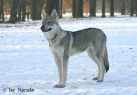 Tschechoslowakischer Wolfhund Prater 15.01.06