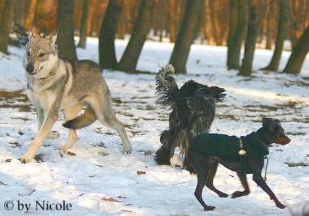 Tschechoslowakischer Wolfhund Prater