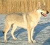 Tschechoslowakischer Wolfhund Hund