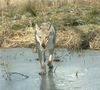 Tschechoslowakischer Wolfhund Hund