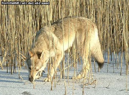 Tschechoslowakischer Wolfhund Andariel Wolf z Peronowki