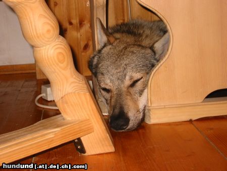 Tschechoslowakischer Wolfhund Falki in der Höhle!