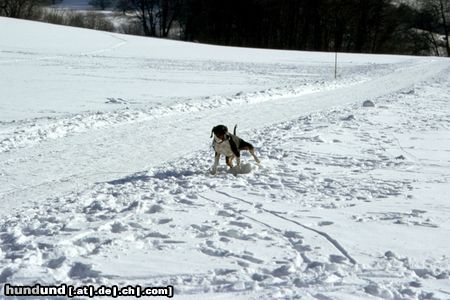 Ungarische Bracke Nicht mal beim Pinkeln hat man seine Ruhe!