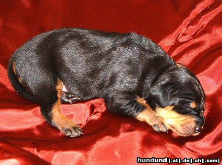 Ungarische Bracke Kopó puppy at 10 days