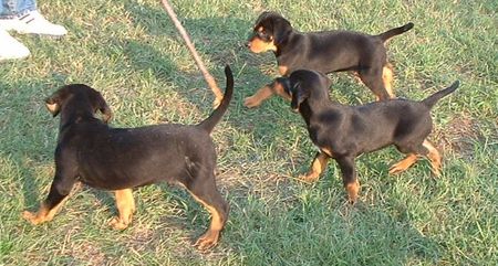 Ungarische Bracke puppies