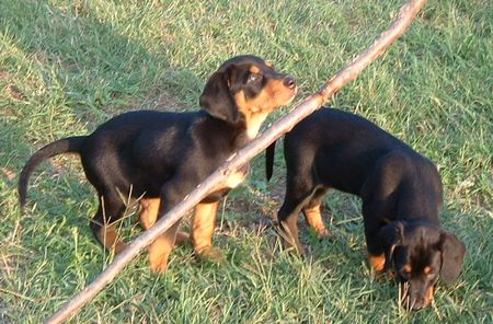 Ungarische Bracke puppies