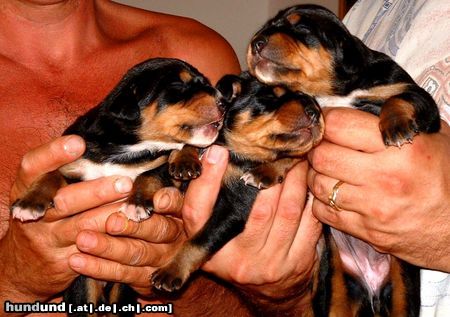 Ungarische Bracke 10 days old puppies