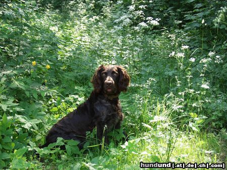 Deutscher Wachtelhund Rufus von der Reisskofelwand