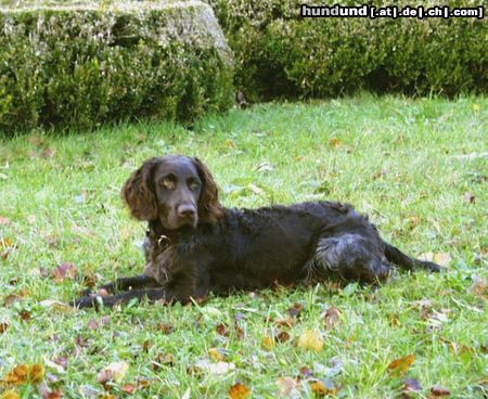 Deutscher Wachtelhund Rufus von der Reisskofelwand