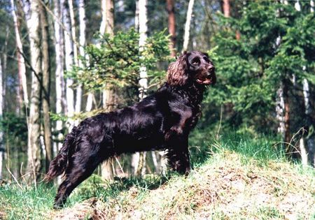 Deutscher Wachtelhund Lady vom Hopfenhof 90-183