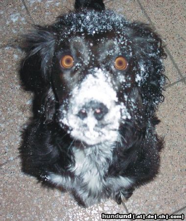 Deutscher Wachtelhund Schneehund