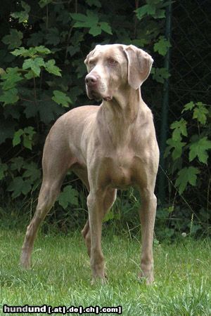 Weimaraner Unsere Cita