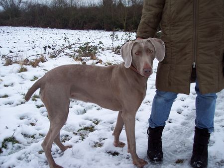 Weimaraner Bonni 