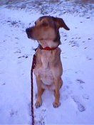 Weimaraner Unsere hübsche im Schnee! Ganz die Mama (Weimaraner)!