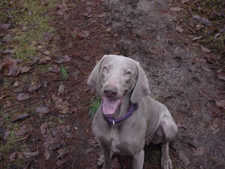 Weimaraner Lara