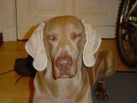 Weimaraner Bono (4 Jahre jung)..am flirrrten...