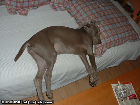 Weimaraner