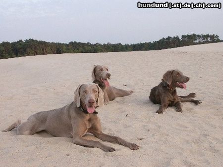 Weimaraner