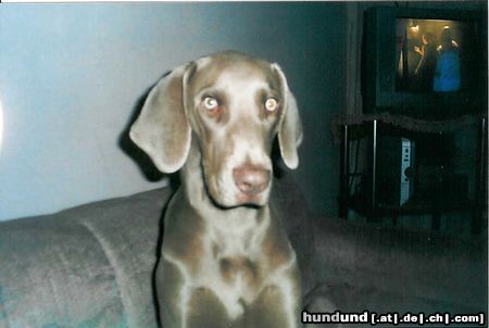 Weimaraner Weimer monterrey2