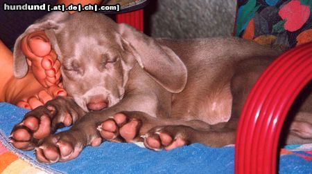 Weimaraner