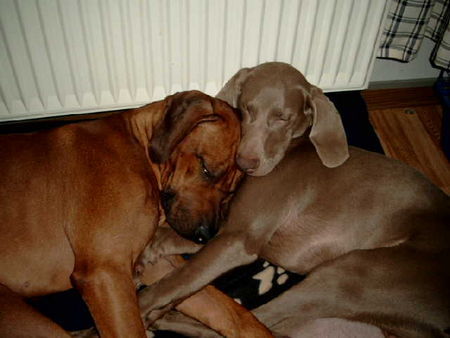 Weimaraner