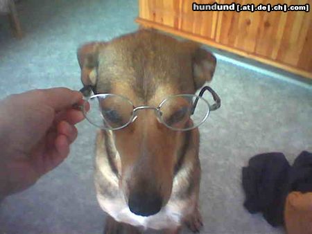 Weimaraner Unsere Süße mit ner Brille auf der Nase! *g*