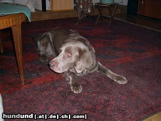 Weimaraner Don