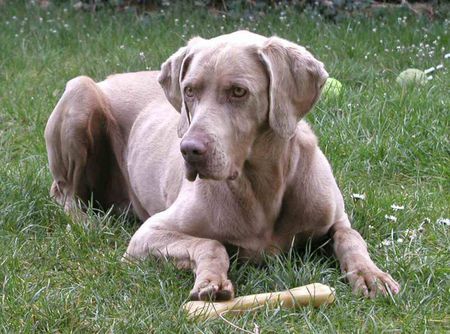 Weimaraner Unsere Cita 2