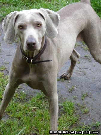 Weimaraner meine hündin ella 