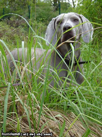 Weimaraner meine hündin ella etwas skeptisch