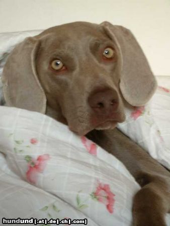 Weimaraner meine hündin ella