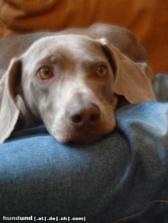 Weimaraner meine hündin ella