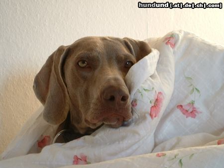 Weimaraner meine hündin ella