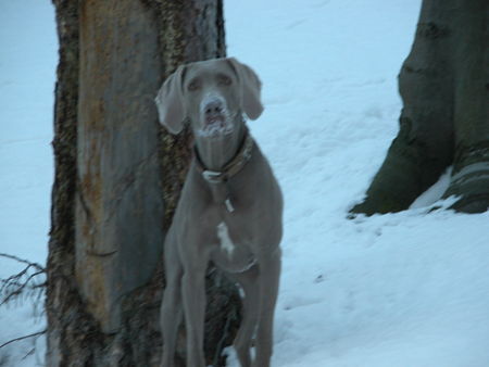 Weimaraner http://www.weimaraner-austria.at