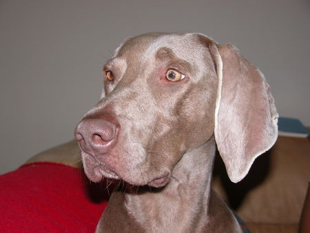 Weimaraner http://www.weimaraner-austria.at