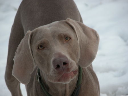 Weimaraner http://www.weimaraner-austria.at