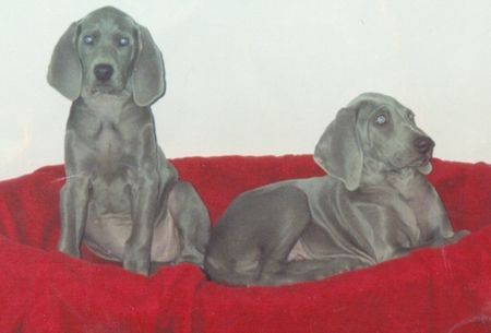 Weimaraner Unsere Welpen