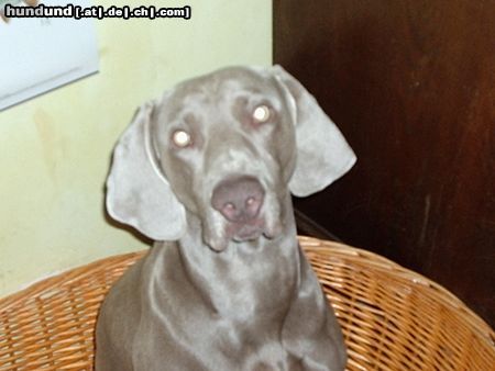 Weimaraner Enzo vom Petermoor