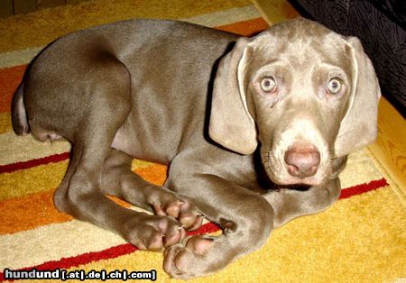 Weimaraner Fenja 11  Wochen