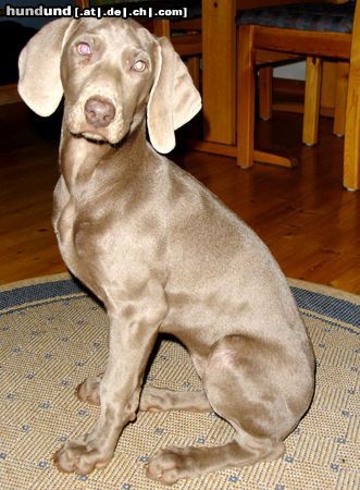 Weimaraner Fenja 13  Wochen