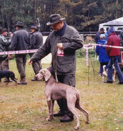 Weimaraner Fidel