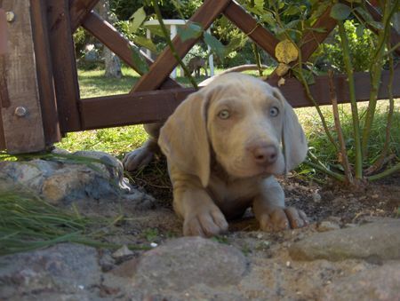 Weimaraner Wenecja z Jarszewka